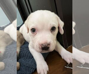 American Pit Bull Terrier-Unknown Mix Dogs for adoption in New Orleans, LA, USA