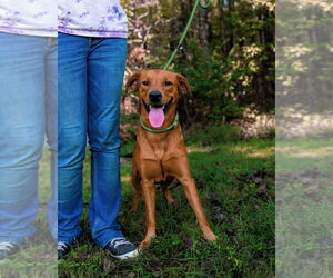 Redbone Coonhound-Unknown Mix Dogs for adoption in Sparta, TN, USA