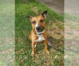 Boxer-Unknown Mix Dogs for adoption in Valrico, FL, USA
