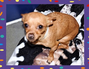 Chihuahua Dogs for adoption in San Jacinto, CA, USA