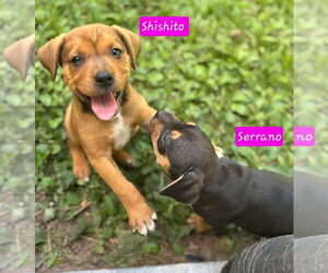 Catahoula Leopard Dog-Unknown Mix Dogs for adoption in Alexander, AR, USA