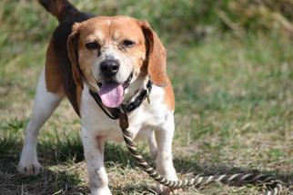 Beagle Dogs for adoption in Columbia, MD, USA