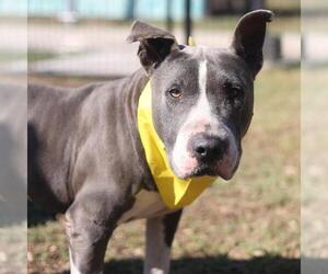 Bull Terrier-Unknown Mix Dogs for adoption in San Antonio, TX, USA