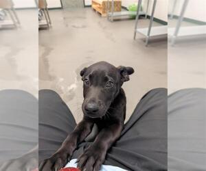 Labrador Retriever-Unknown Mix Dogs for adoption in Corpus Christi, TX, USA