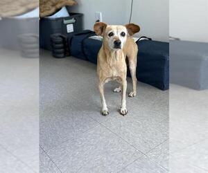 Chihuahua Dogs for adoption in Bakersfield, CA, USA