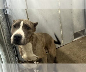 Staffordshire Bull Terrier-Unknown Mix Dogs for adoption in San Bernardino, CA, USA
