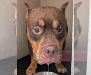 American Pit Bull Terrier-Unknown Mix Dogs for adoption in Plano, TX, USA