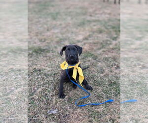 Labradoodle Dogs for adoption in SHERBURNE, NY, USA