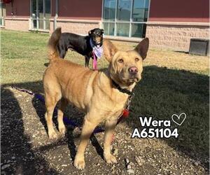 Chinese Shar-Pei-Unknown Mix Dogs for adoption in San Antonio, TX, USA