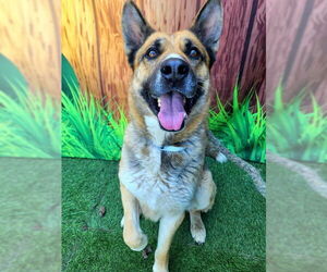 German Shepherd Dog Dogs for adoption in Long Beach, CA, USA