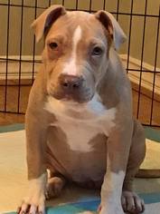 American Pit Bull Terrier Dogs for adoption in San Diego, CA, USA
