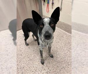 Mutt Dogs for adoption in Brighton, CO, USA
