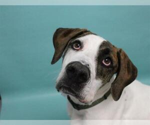 Medium Photo #1 Great Dane-Unknown Mix Puppy For Sale in Fort Collins, CO, USA