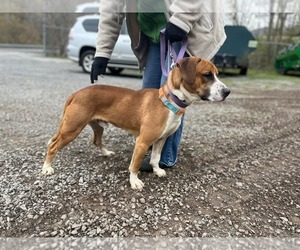 Mutt Dogs for adoption in Hinton, WV, USA