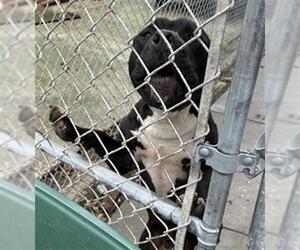 Mutt Dogs for adoption in Martinez, CA, USA