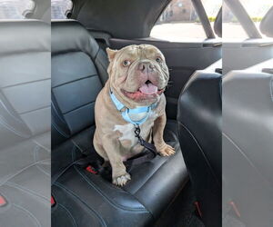 Bulldog-Unknown Mix Dogs for adoption in Germantown, OH, USA