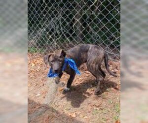 Mastador Dogs for adoption in Orangeburg, SC, USA