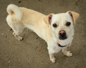 Small Basenji Mix