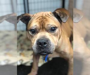 Boxer-Unknown Mix Dogs for adoption in Owatonna, MN, USA