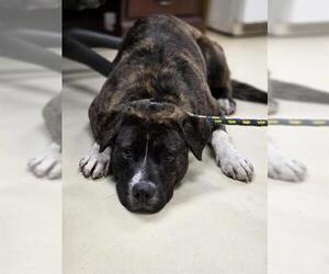 Anatolian Shepherd-Unknown Mix Dogs for adoption in Center Township, PA, USA