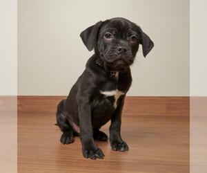 Jug Dogs for adoption in Eden Prairie, MN, USA