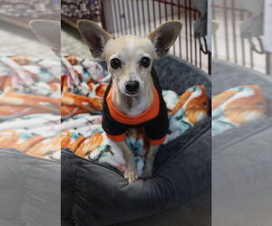 Chihuahua Dogs for adoption in El Centro, CA, USA