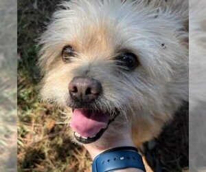 Cairn Terrier Dogs for adoption in Magnolia, TX, USA
