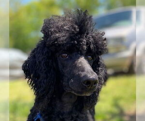 Poodle (Standard) Dogs for adoption in Pacolet, SC, USA
