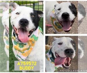 American Staffordshire Terrier-Unknown Mix Dogs for adoption in San Antonio, TX, USA