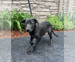 Labrador Retriever-Unknown Mix Dogs for adoption in Sterling, MA, USA