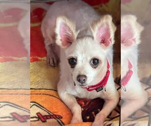 Pomeranian Dogs for adoption in Mankato, MN, USA
