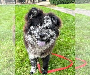 Chow Chow-Unknown Mix Dogs for adoption in Prescott, Ontario, Canada