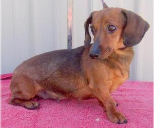 Dachshund Dogs for adoption in Mountain View, MO, USA