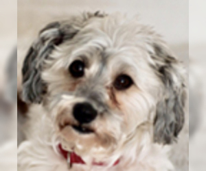 Medium Photo #1 Havanese Puppy For Sale in Lewes, DE, USA