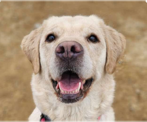 Golden Labrador Dogs for adoption in San Ramon, CA, USA