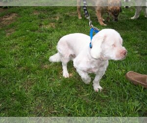 Mal-Shi Dogs for adoption in Baraboo, WI, USA