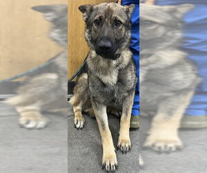 German Shepherd Dog Dogs for adoption in Forestville, MD, USA