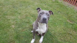 American Pit Bull Terrier-Unknown Mix Dogs for adoption in Custer, WA, USA