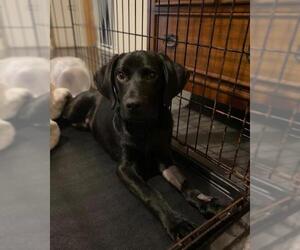 Labrador Retriever Dogs for adoption in Zionsville, IN, USA