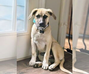 Great Pyrenees-Mastiff Mix Dogs for adoption in Rockaway, NJ, USA