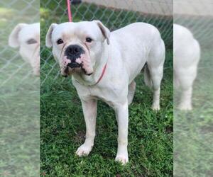 American Bulldog Dogs for adoption in Valrico, FL, USA