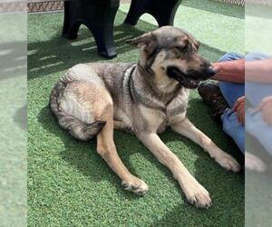 German Shepherd Dog Dogs for adoption in Norco, CA, USA