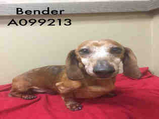 Dachshund Dogs for adoption in Supply, NC, USA