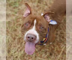 American Staffordshire Terrier-Unknown Mix Dogs for adoption in San Antonio, TX, USA