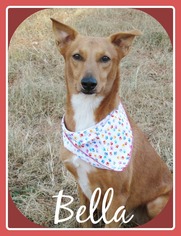 Carolina Dog-Unknown Mix Dogs for adoption in Raleigh, NC, USA