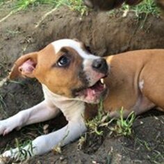 Medium Photo #1 Boxer Puppy For Sale in Paso Robles, CA, USA