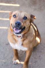 Mutt Dogs for adoption in Bertram, TX, USA