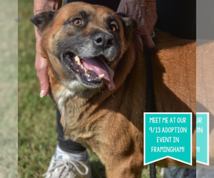 Mutt Dogs for adoption in Boston, MA, USA