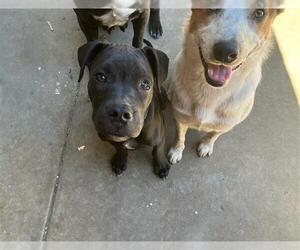 Mutt Dogs for adoption in Santa Maria, CA, USA