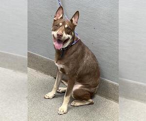 Siberian Husky-Unknown Mix Dogs for adoption in Las Vegas, NV, USA